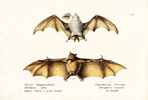 Nordlig spøgelsesflagermus, 1824 af Karl Joseph Brodtmann